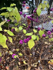 Food, Farm, and Culture on the EC Farm Nov. 6, 6-7:30pm